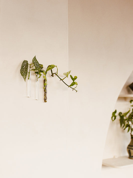 Drie Muurbloempjes met stekjes aan de muur