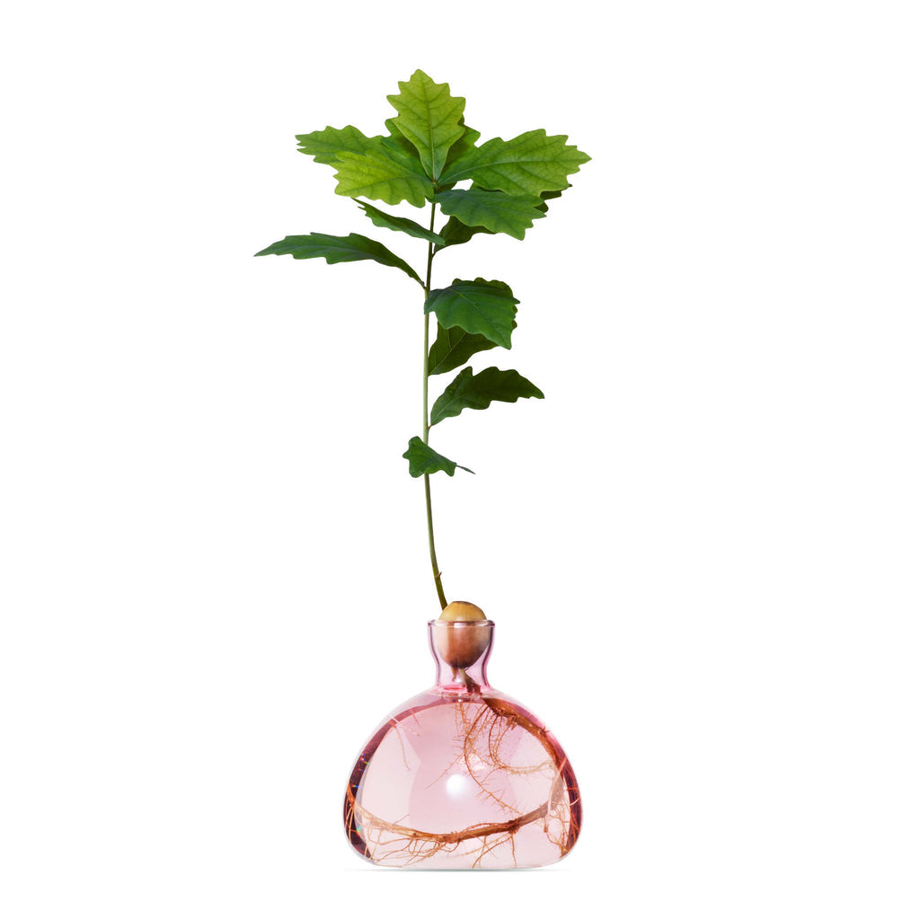 Ilex Studio Acorn Vase Rose Pink