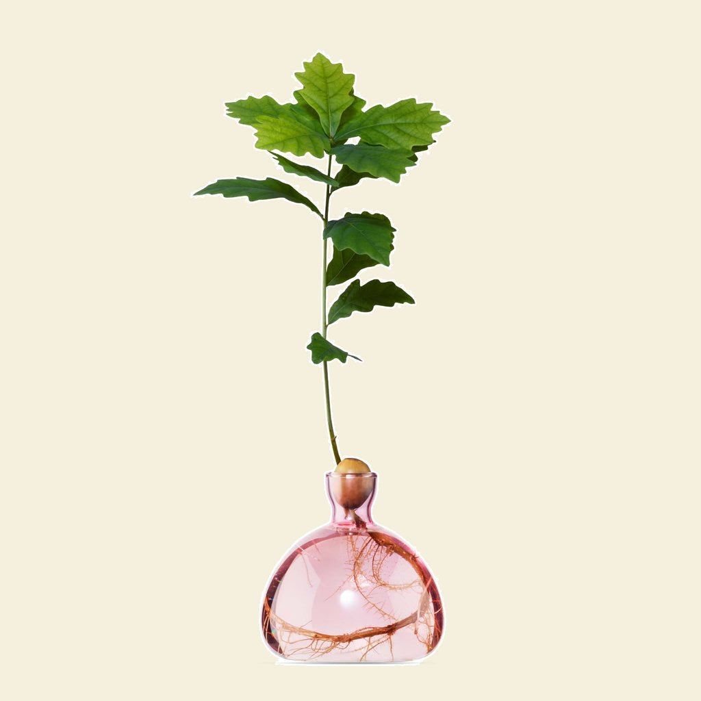 Ilex Studio Acorn Vase Rose Pink