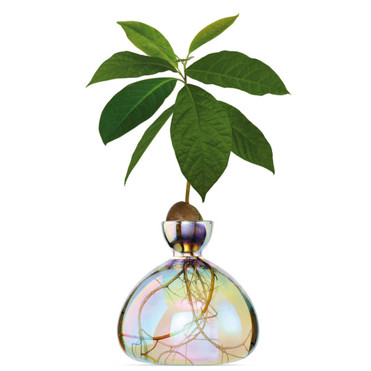 Ilex Studio Avocado Vase Cosmic Astra