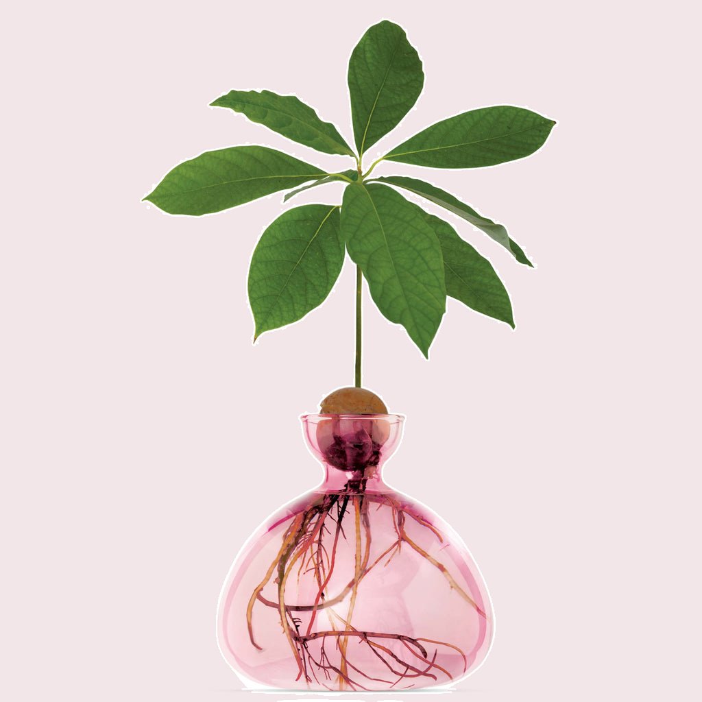 Ilex Studio Avocado Vase Rose Pink
