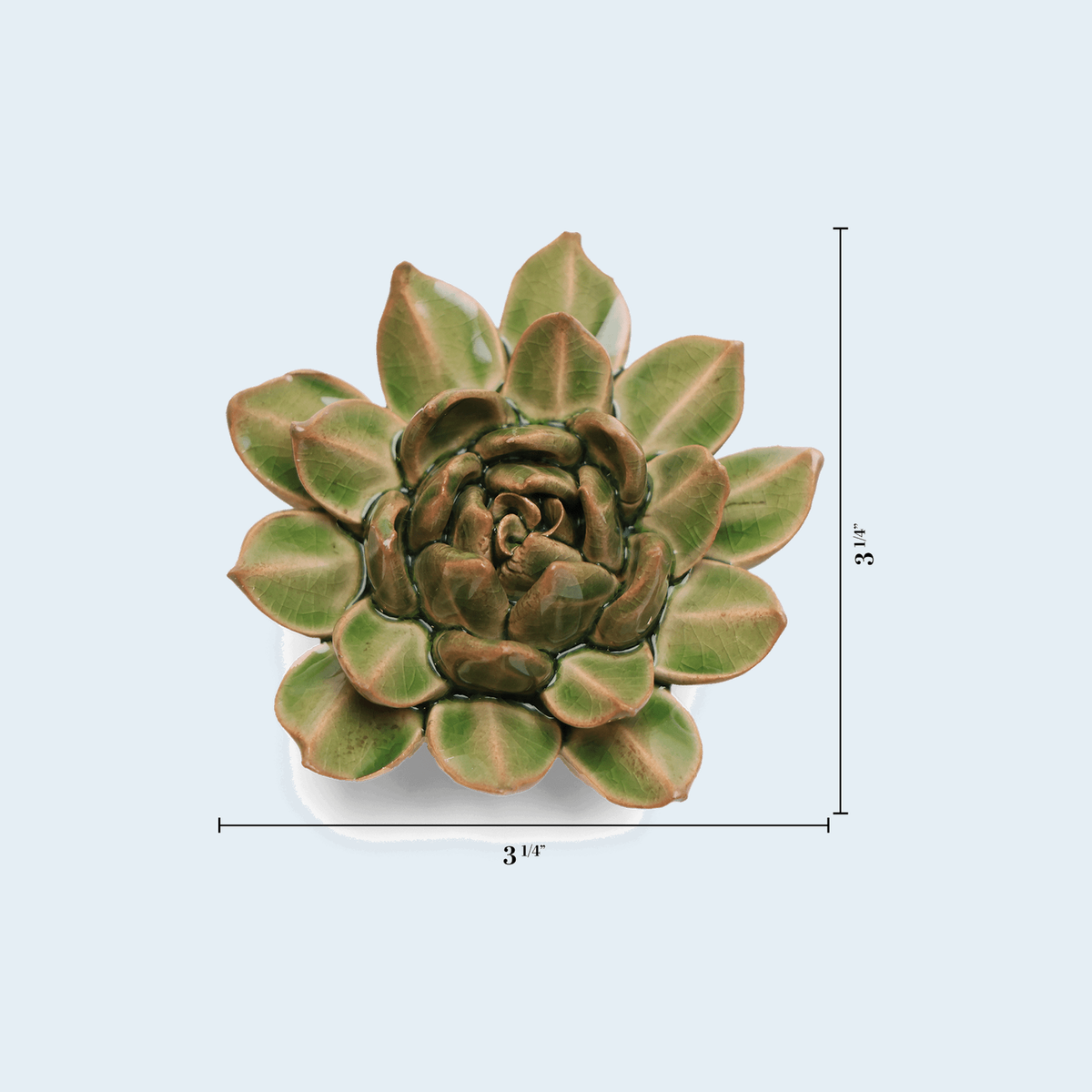 Chive Avocado Green Firecracker Succulent - keramische wandbloem met maataanduiding