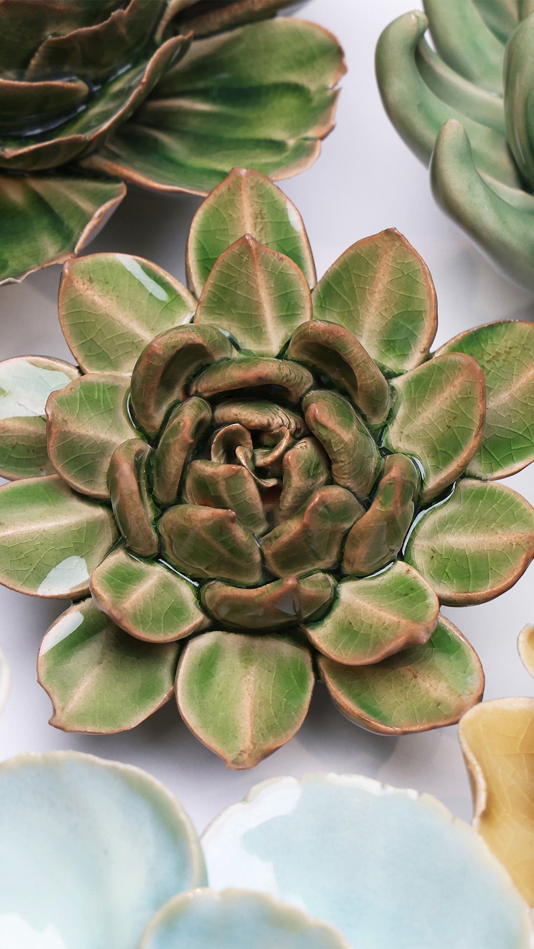 Avocado Green Firecracker Succulent – foto 4