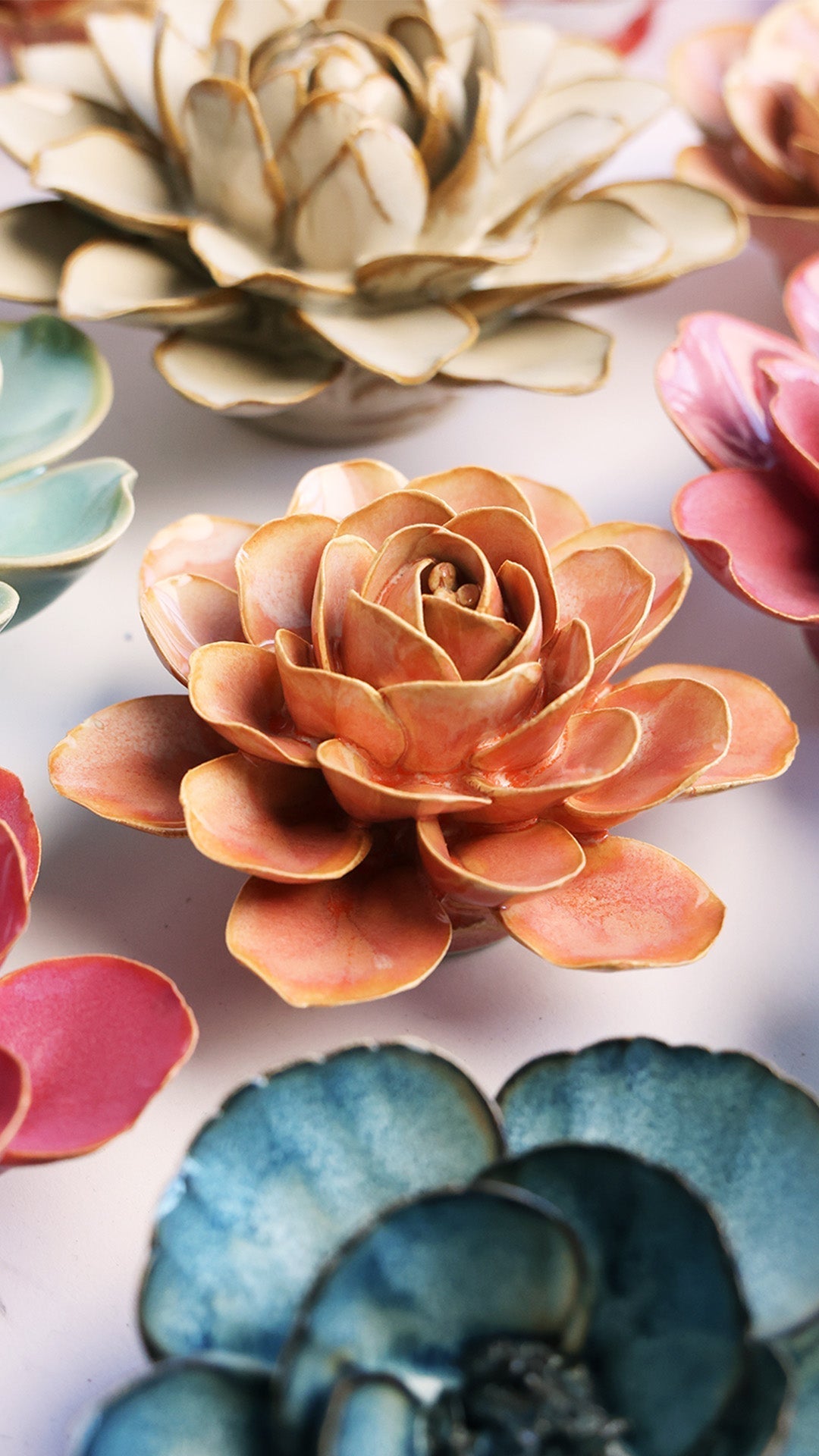 Peach Pink Begonia – foto 4