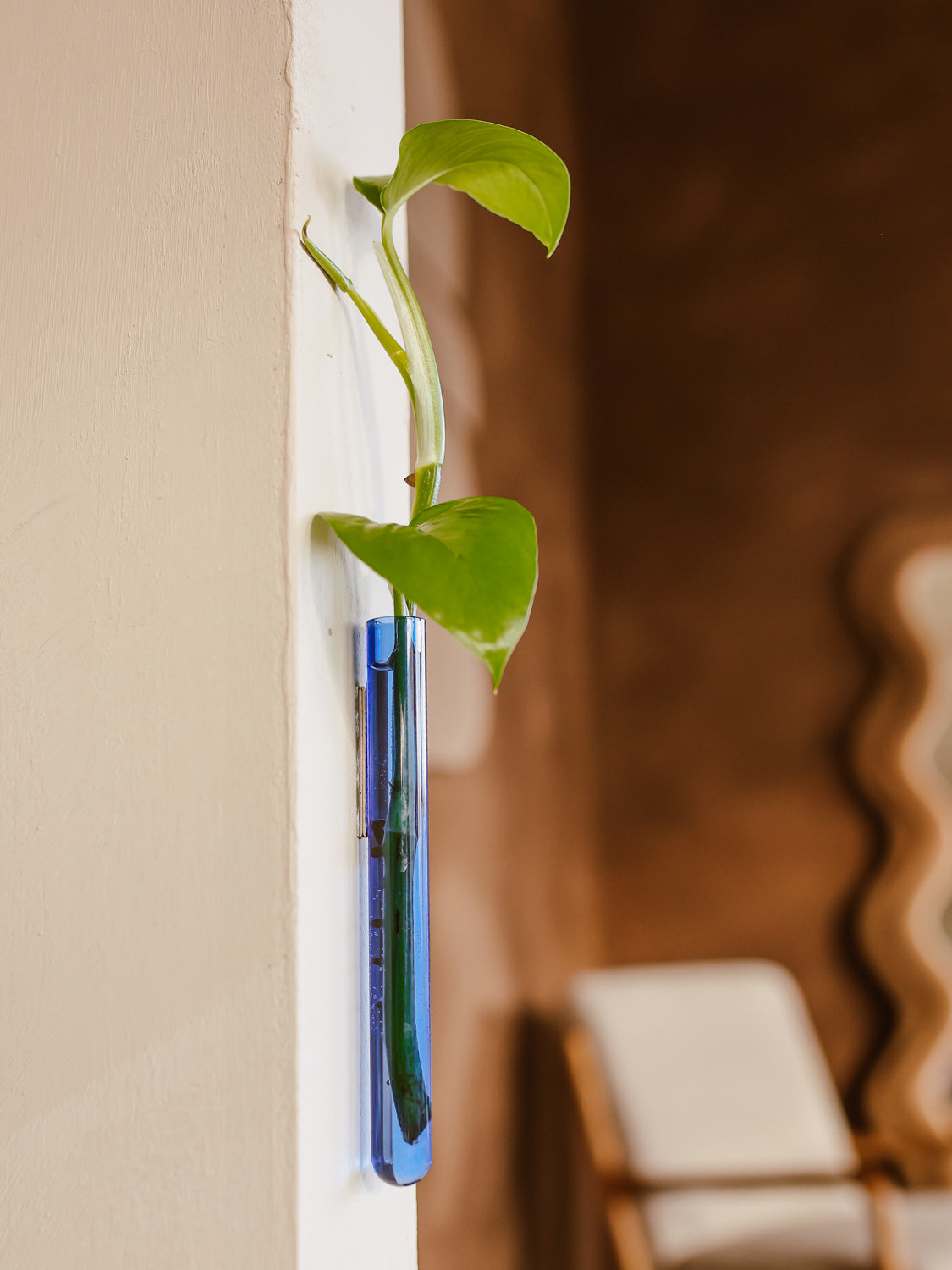 Muurbloempje voor stekjes en bloemen aan de muur
