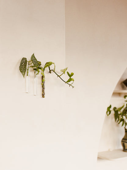 Drie Muurbloempjes met stekjes aan de muur