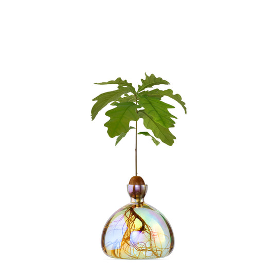 Ilex Studio Acorn Vase Cosmic Astra