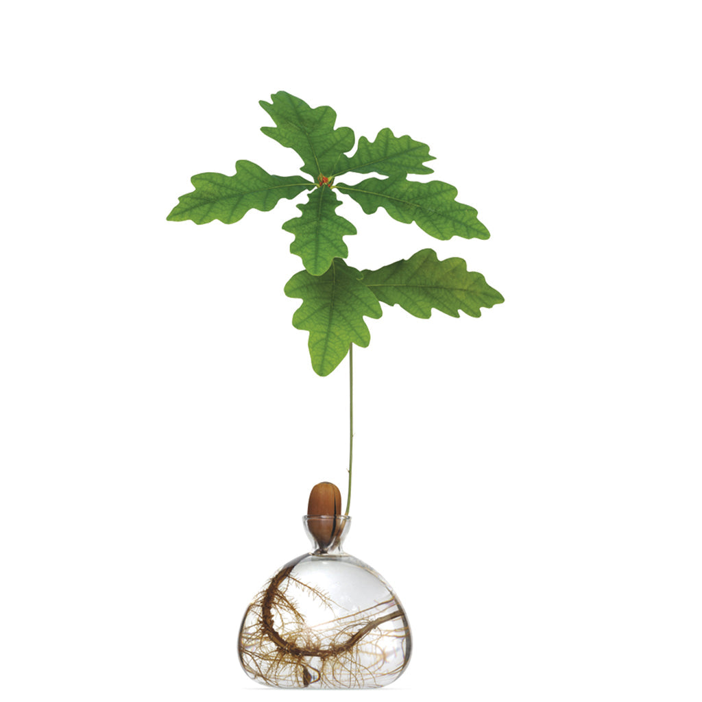 Ilex Studio Acorn Vase transparant