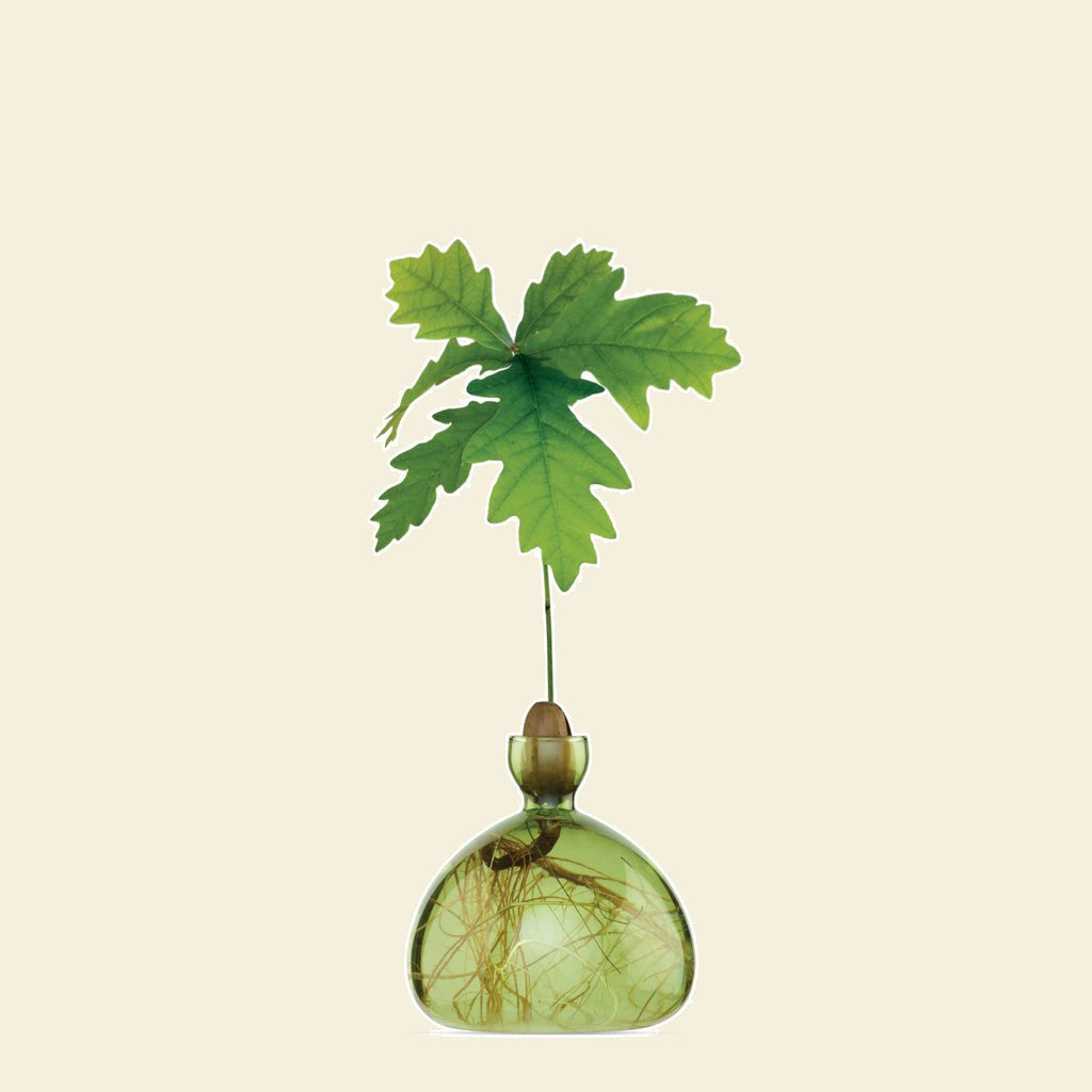 Ilex Studio Acorn Vase Grass Green