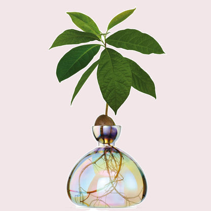 Ilex Studio Avocado Vase Cosmic Astra