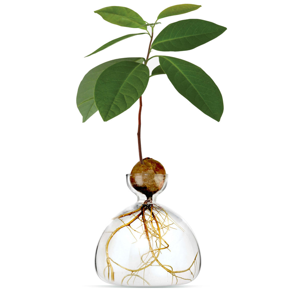 Ilex Studio Avocado Vase transparant