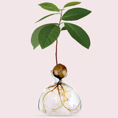 Ilex Studio Avocado Vase transparant