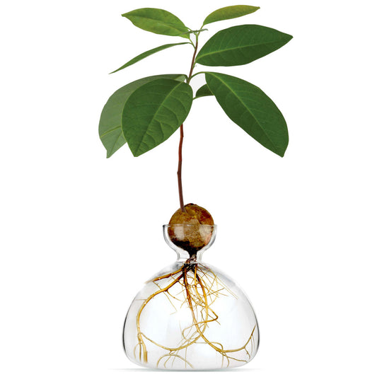 Ilex Studio Avocado Vase transparant
