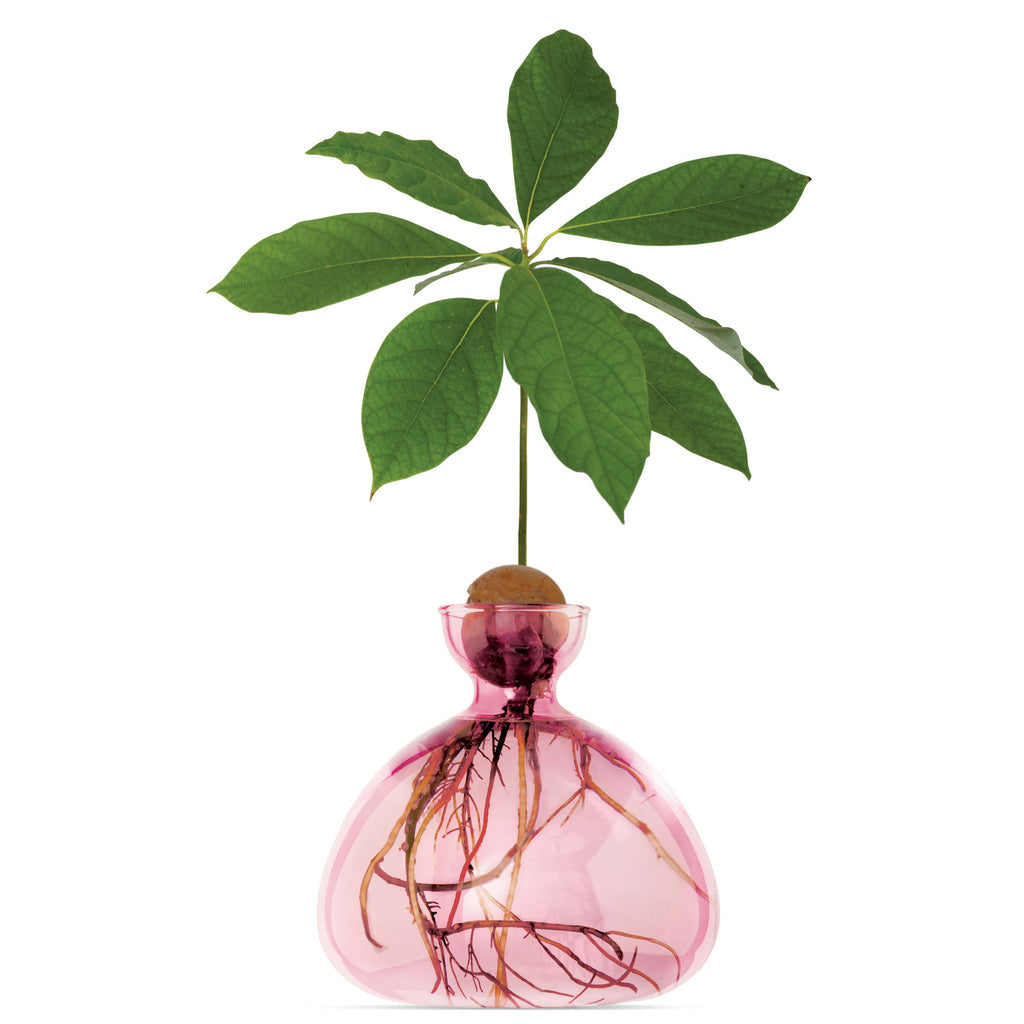 Ilex Studio Avocado Vase Rose Pink