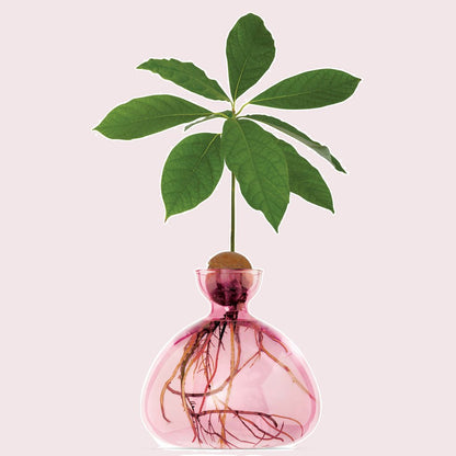 Ilex Studio Avocado Vase Rose Pink