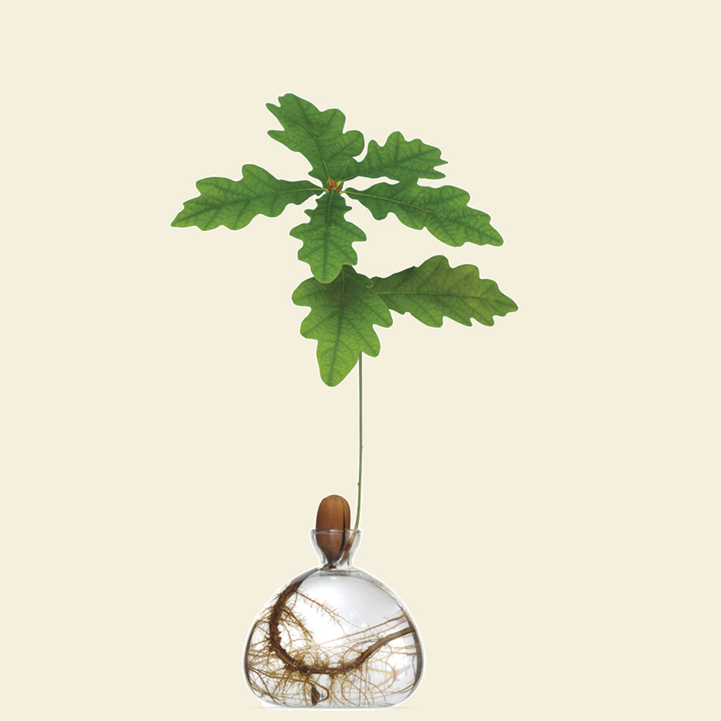 Ilex Studio Acorn Vase tegen een zachte botergele pastelachtergrond